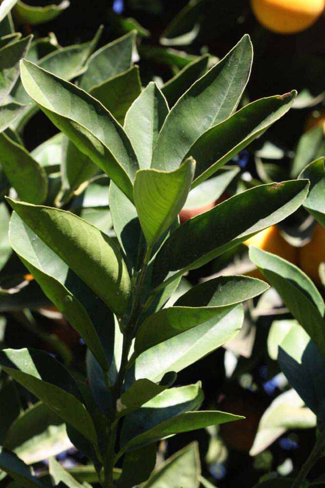            Sun leaves (Riverside, CA)   